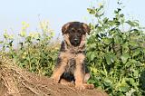 BERGER ALLEMAND 556